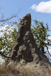 Termitenhügel auf dem Shongololo Loop
