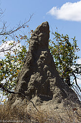 Termitenhügel auf dem Shongololo Loop