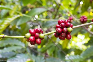 Kaffeepflanzen in Laos