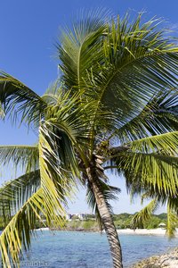 Palme an der Halbinsel Barú der Islas del Rosario