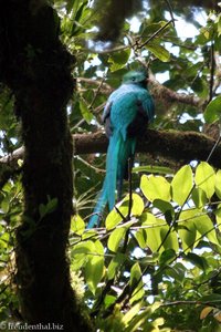 ein Quetzal bei Monteverde