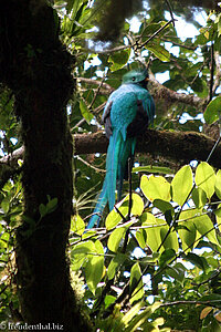 ein Quetzal bei Monteverde