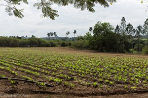 Tabakplantage bei Las Ovas