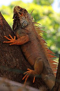 Ein männlicher Leguan an der Playa Hermosa