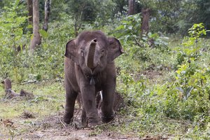 Rundreise Laos | Elefant in Elephant Village Camp