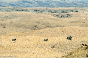 Hartmannsche Bergzebras (Equus zebra hartmannae) im Namib-Naukluft Park
