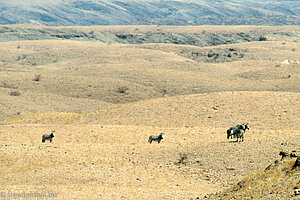 Hartmannsche Bergzebras (Equus zebra hartmannae) im Namib-Naukluft Park