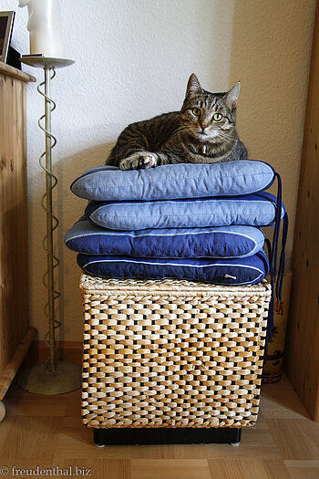 Katze Minka als Prinzessin auf der Erbse