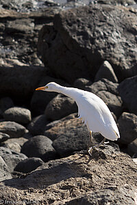 Seidenreiher (Egretta garzetta) auf Lanzarote