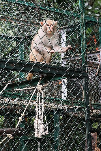 Rhesusaffe bzw. Rhesusmakake beim Phong Nha-Nationalpark
