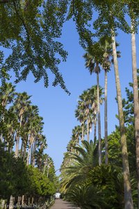 Die prächtige Palmenallee im Exotic Hallim Park