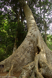 Urwaldriesen beim Ta Prohm