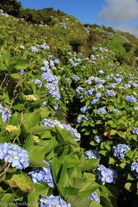 Faial - Wanderweg durch Hortensien