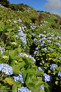 Faial - Wanderweg durch Hortensien