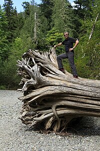 Lars auf einer Baumwurzel beim Cathedral Grove