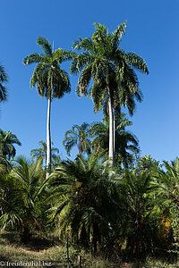 im botanischen Garten von Cienfuegos