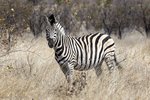 Zebra in der Savannenlandschaft