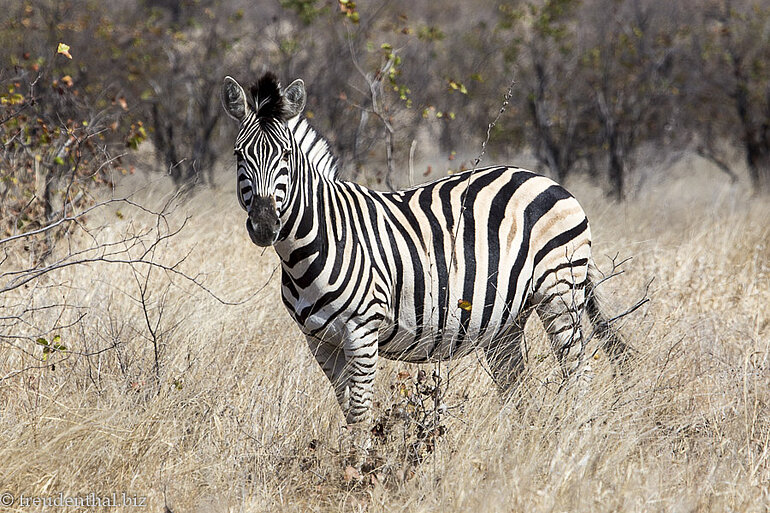 Zebra im Kruger Nationalpark einzelnes Zebra im Kruger Nationalpark