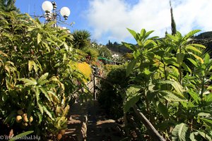 Garten der Finca Pala Alto