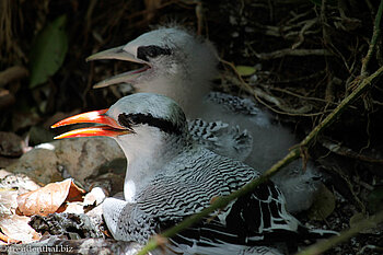 Rotschnabel-Tropikvogel (Red-billed Tropicbird, Phaethon aethereus)