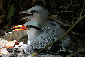 Rotschnabel-Tropikvogel (Red-billed Tropicbird, Phaethon aethereus)