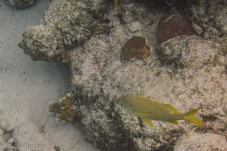 Schnorcheln am Strand bei der Cueva de los Peces