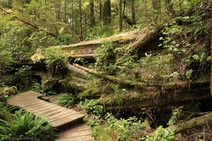 Rain Forest Trail im Pacific Rim Nationalpark