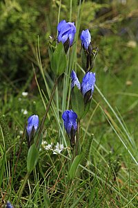 Bergmoorenzian, Mountain Bog Gentian (Gentiana calycosa)