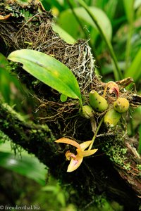 Orchidee im Kinabalu Nationalpark
