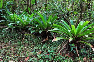 Bromelien im Parque Nacional Volcán Arenal