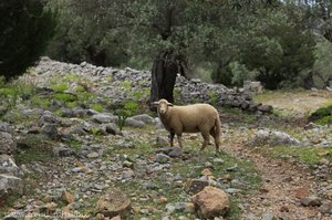 Na endlich, das letzte Schaf der Reise schaut als erstes Schaf in die Kamera.