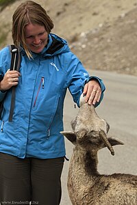 Bergziege, die versucht, Annette die Hand abzulecken