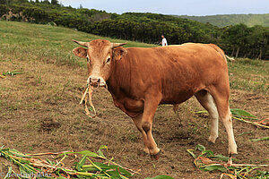 Rindvieh auf Faial