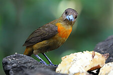 Und noch so ein hübscher Vogel beim Nature Cafe