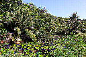 Teich im Hinterland