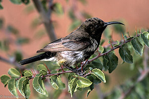 Nektarvogel bei der Namib Desert Lodge