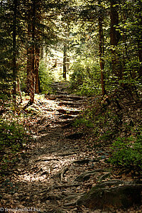 Waldweg im Chräzerenwald