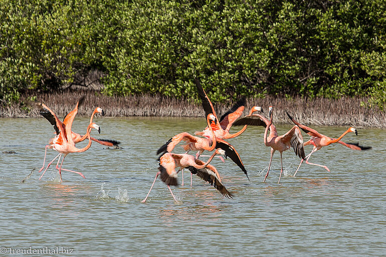 Flamingos in der Laguna de las Salinas