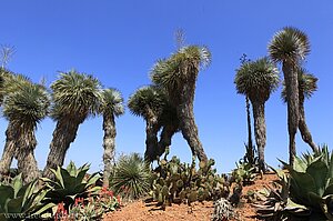 Palmen im Botanicactus