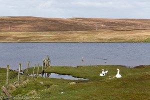 Yell | Insel im Norden der Shetlands