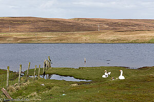 Yell | Insel im Norden der Shetlands