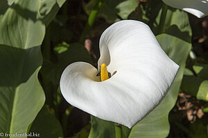 Calla im Foret de Bérbour