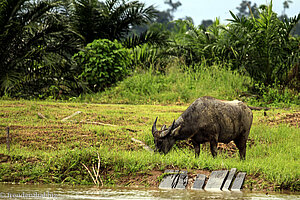 Wasserbüffel am Sungai Kinabatangan