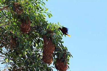 Ein Montezumastirnvogel fliegt das Nest an.