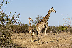 Giraffen am Shingwedzi-Fluss