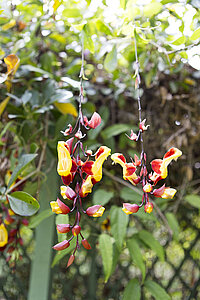 Himmelsblumen (Thunbergia mysorensis)