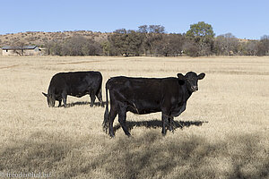 Kühe bei der Tierfontein Farm in Südafrika