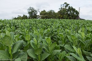 Tabakplantage nahe Las Ovas bei Pinar del Rio