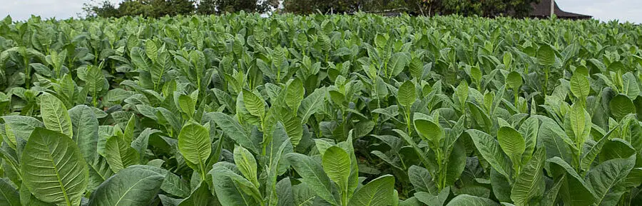 Tabakplantage bei Pinar del Rio