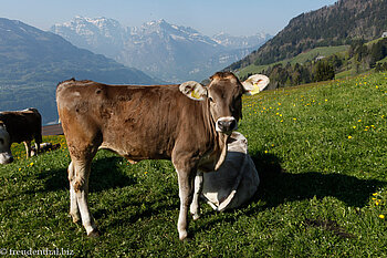 Rindviecher bei Amden-Niderschlag